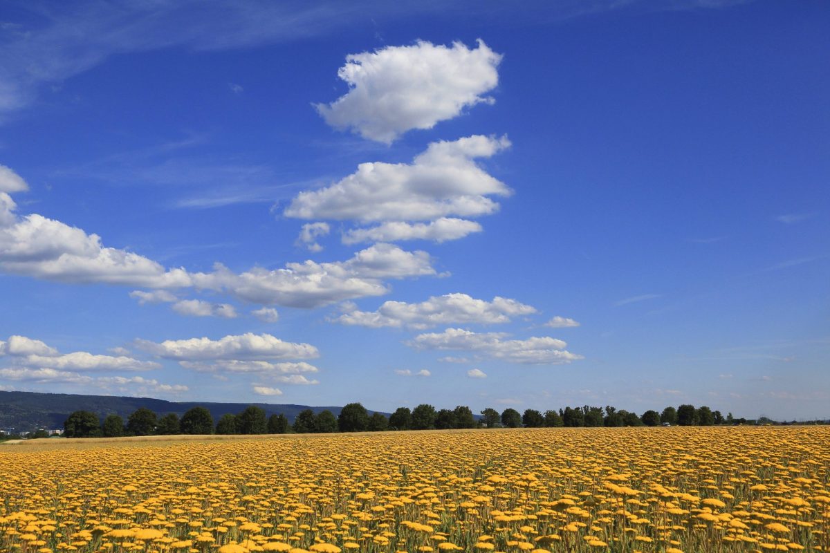 Blauer Himmel mit Blumenwiese