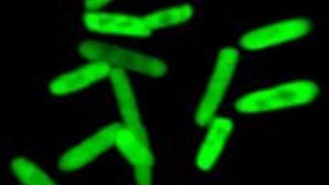 Modifizierte E. coli Bakterien mit fluoreszierendem Protein.