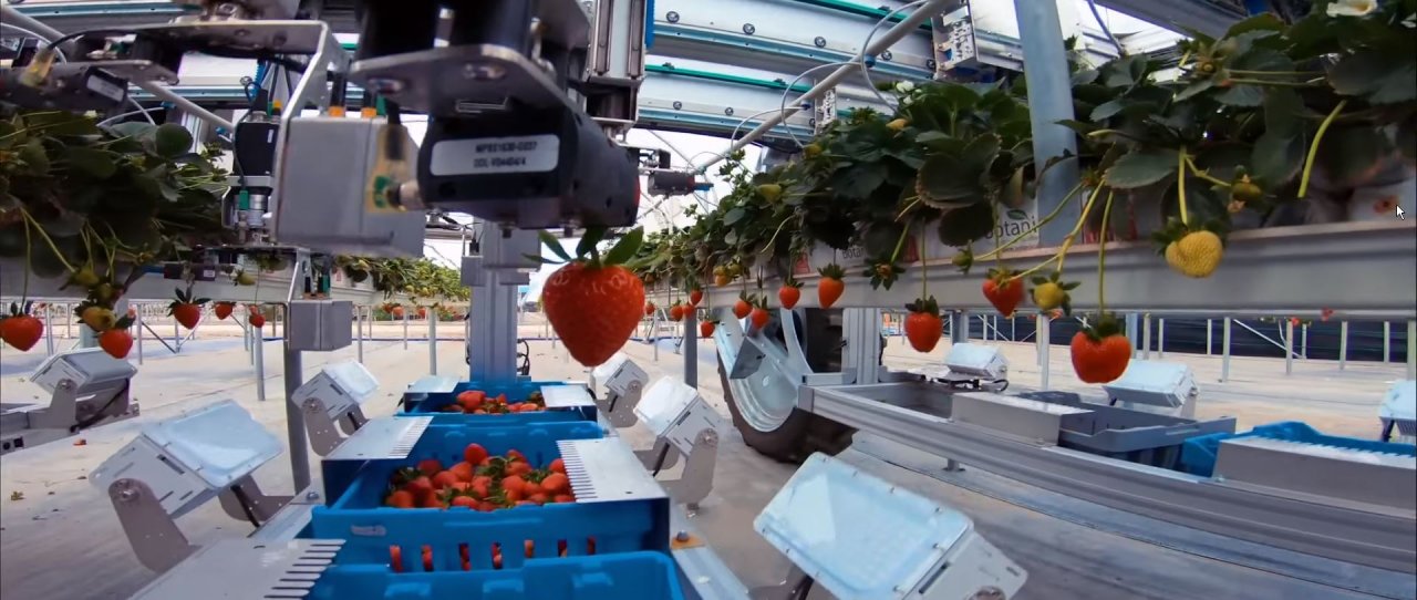Mithilfe von 3D-Sensoren erkennen Ernteroboter die Beschaffenheit der Erdbeeren.