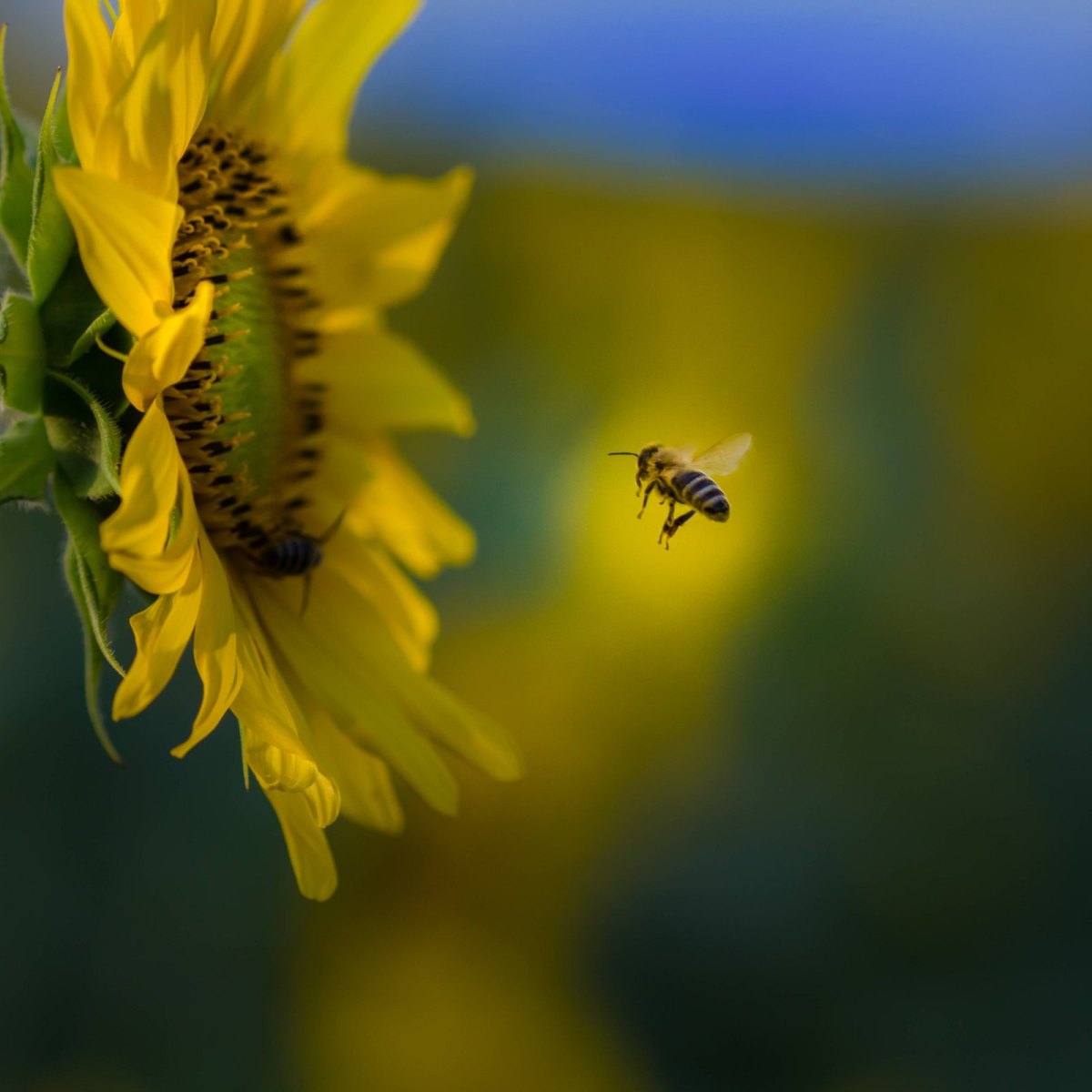 Eine Biene im Landeanflug.