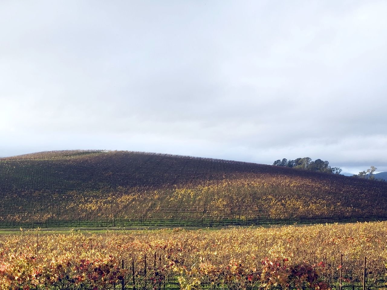 Auf dem Foto von Goldin+Senneby ist der berühmte Hügel mit Weinreben überzogen. 