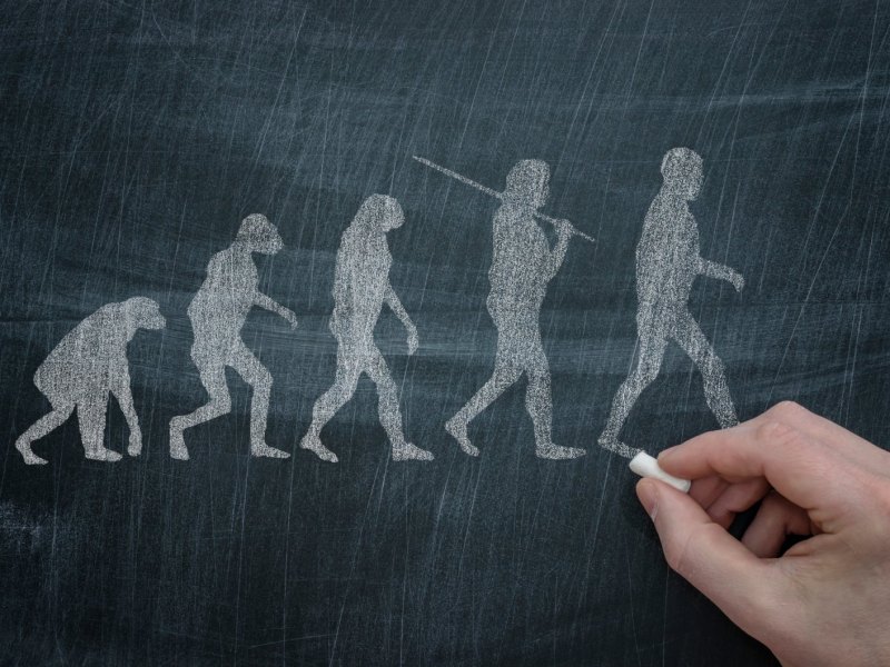 Die Evolution nach Charles Darwin.