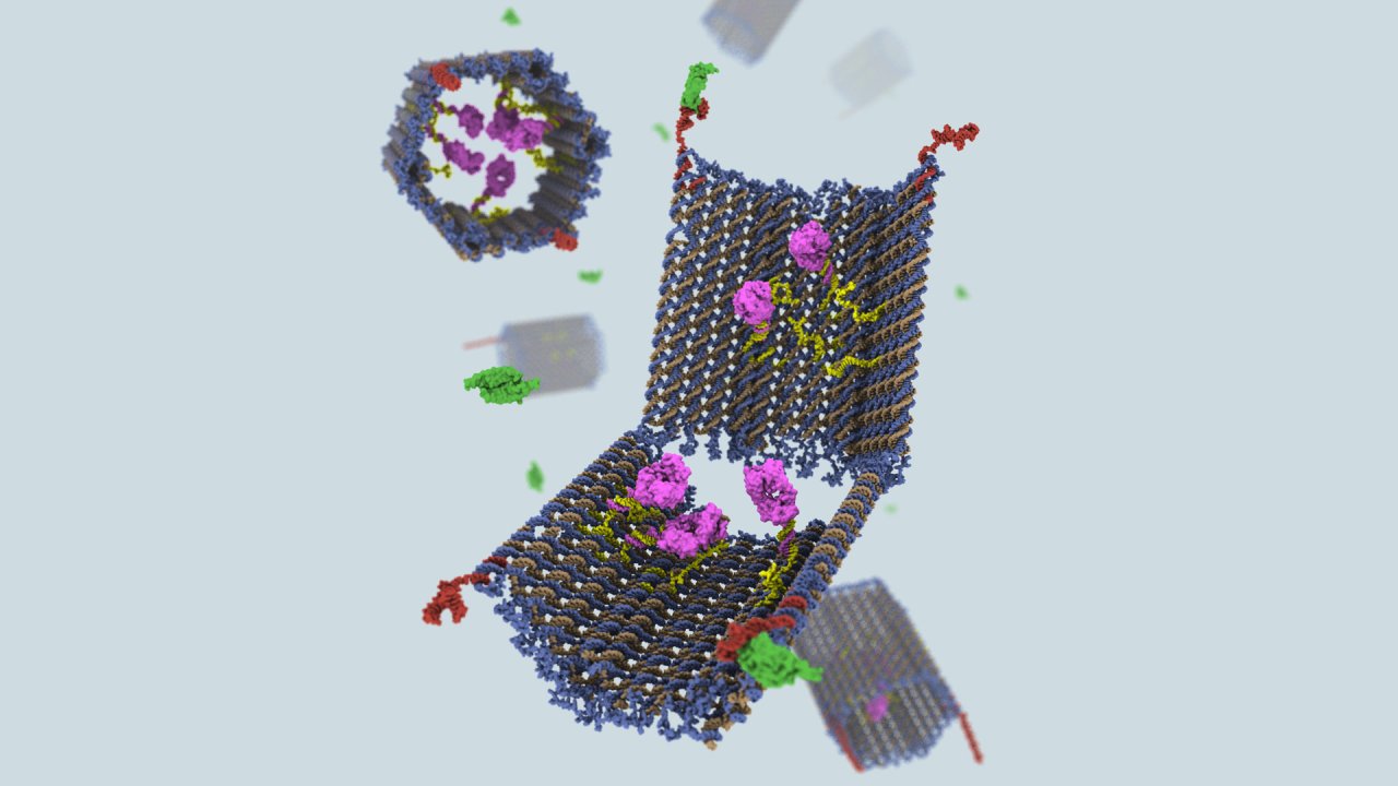 DNA-Stränge als Baumaterial: An der Harvard University wurden Medikamententransporter daraus gebaut, die sich am Zielort selbstständig öffnen. 