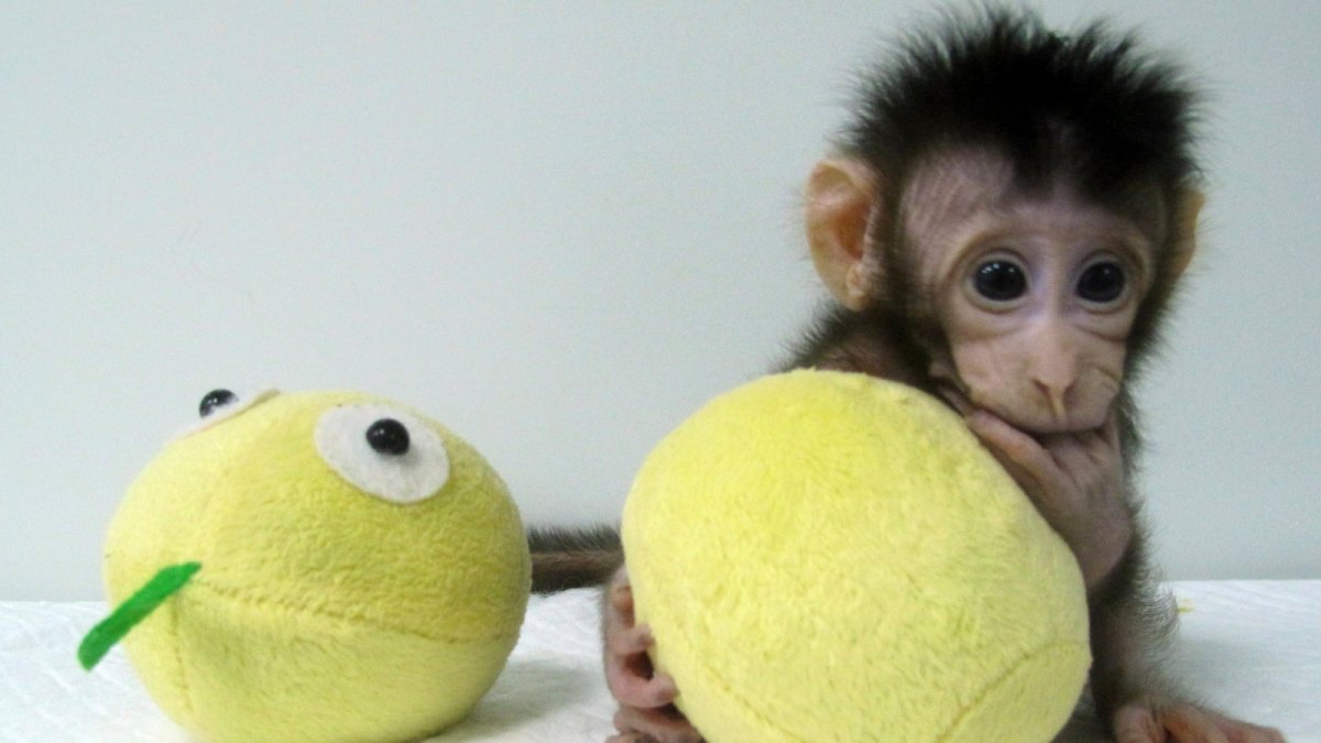 Der geklonte Affe Hua Hua spielt mit Spielzeug