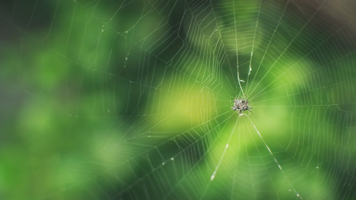 Ein Spinnennetz mit einer Spinne.