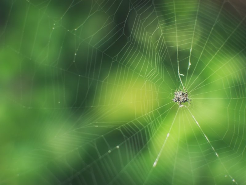 Ein Spinnennetz mit einer Spinne.