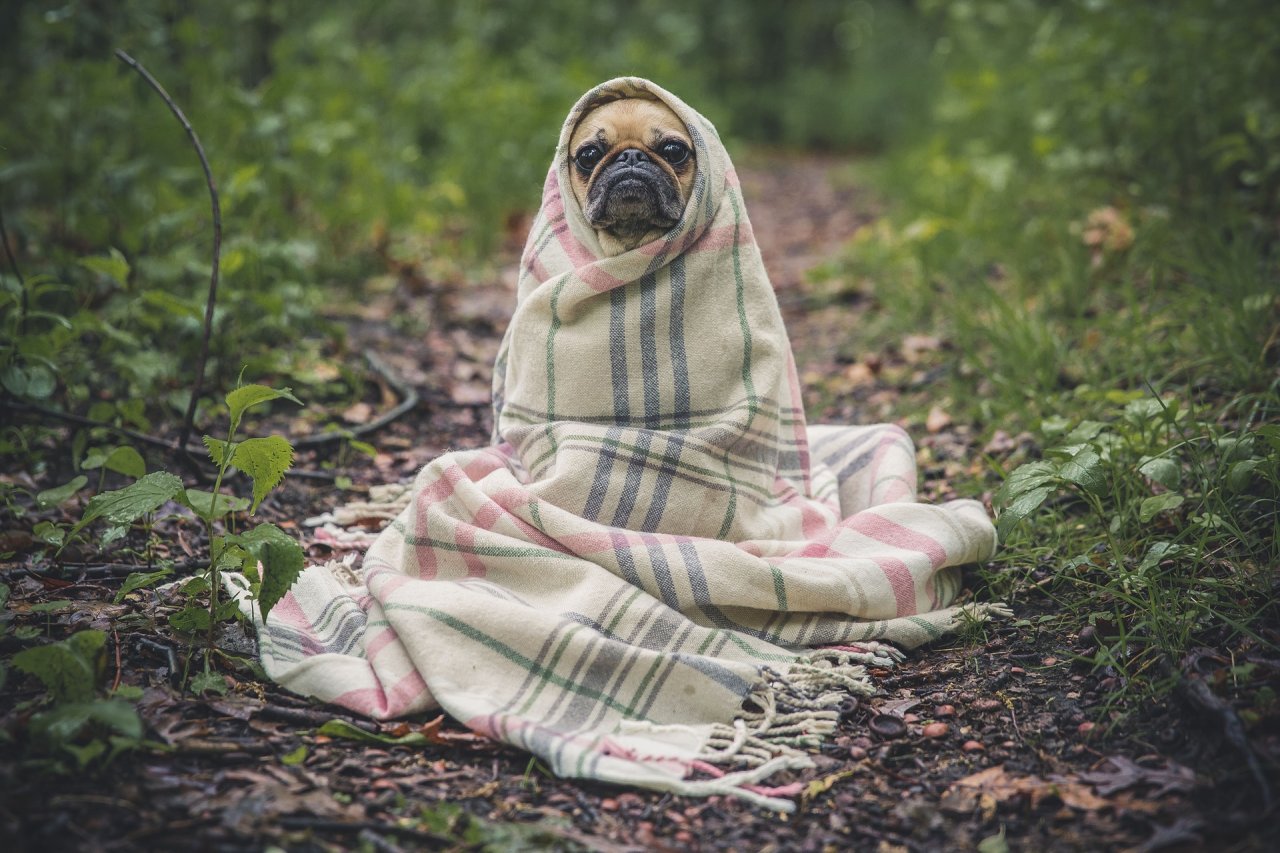 Suche nach "Hund" und du findest zahlreiche süße Tierfotos. 