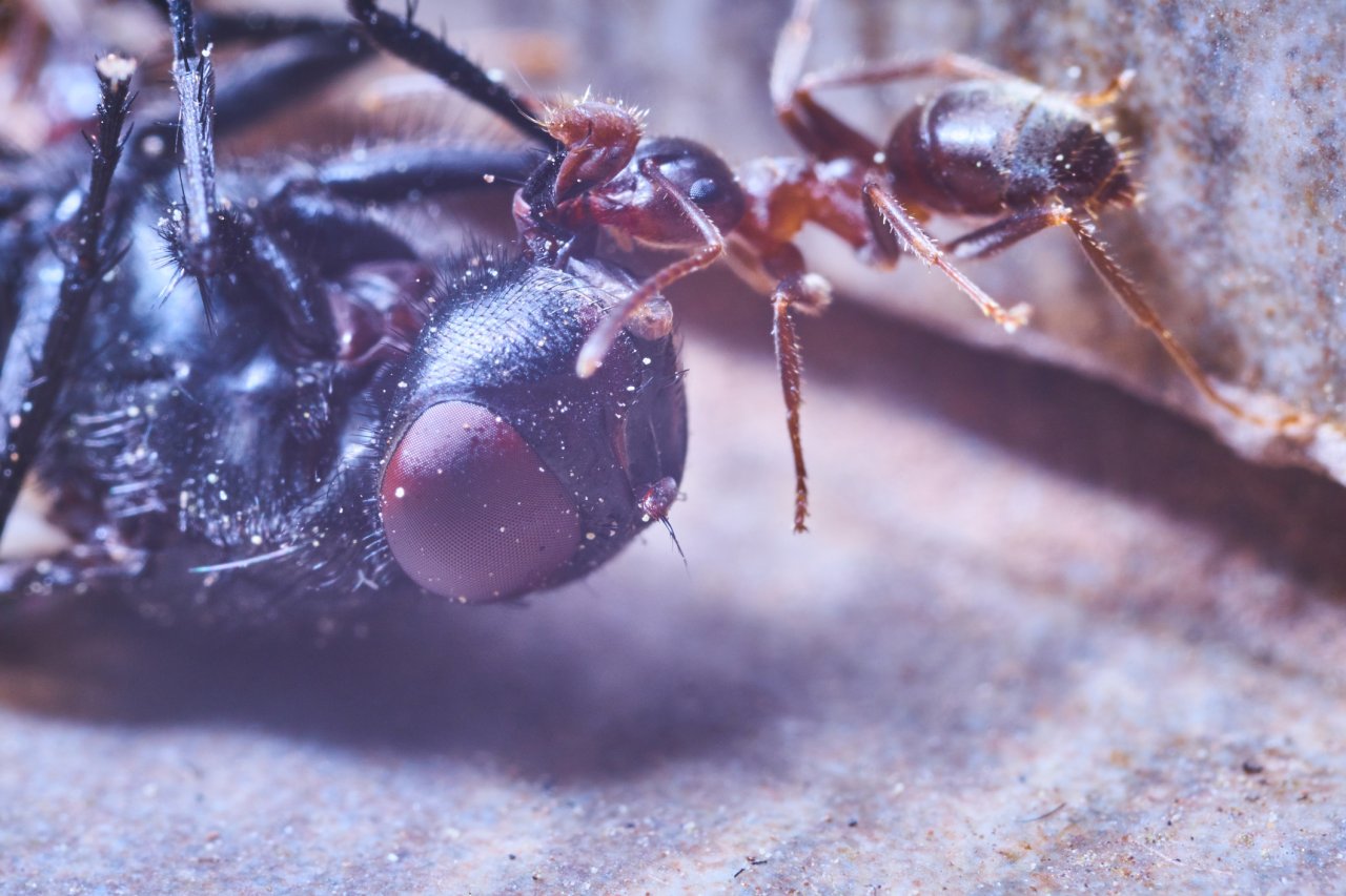 Insektensterben bedroht unseren Planeten. Doch wir können selbst etwas gegen die Ursache Lichtverschmutzung tun.