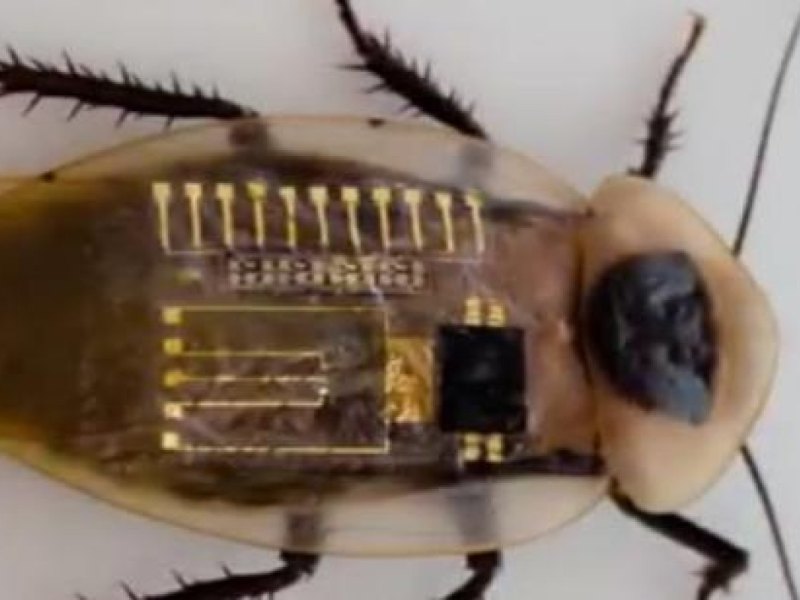 Kakerlake mit künstlichen Nervenfasern