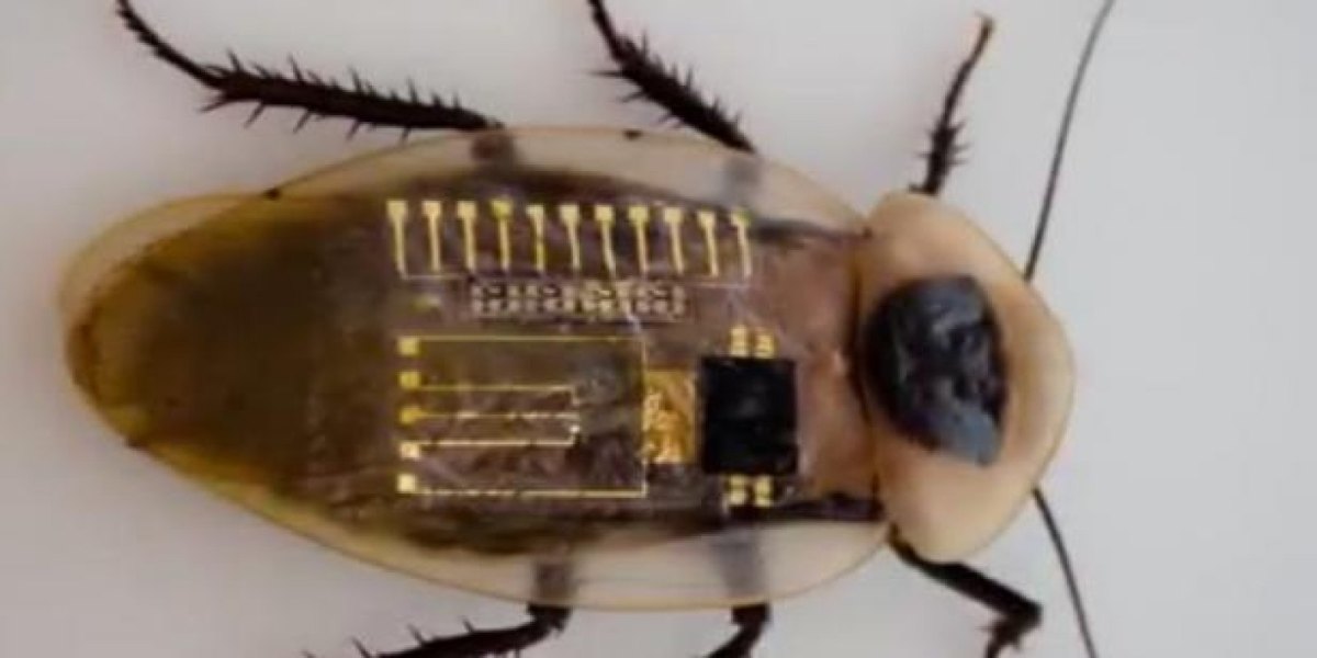 Kakerlake mit künstlichen Nervenfasern