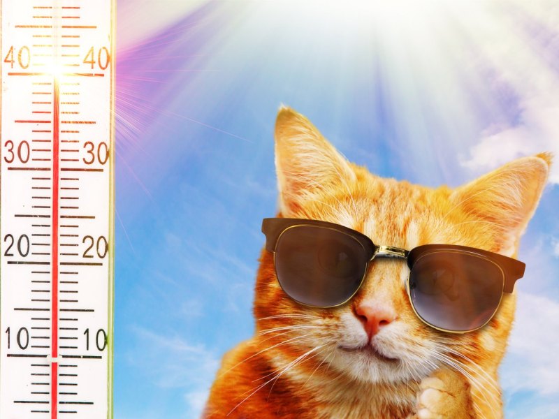 Katze mit Sonnenbrille vor einem Thermometer