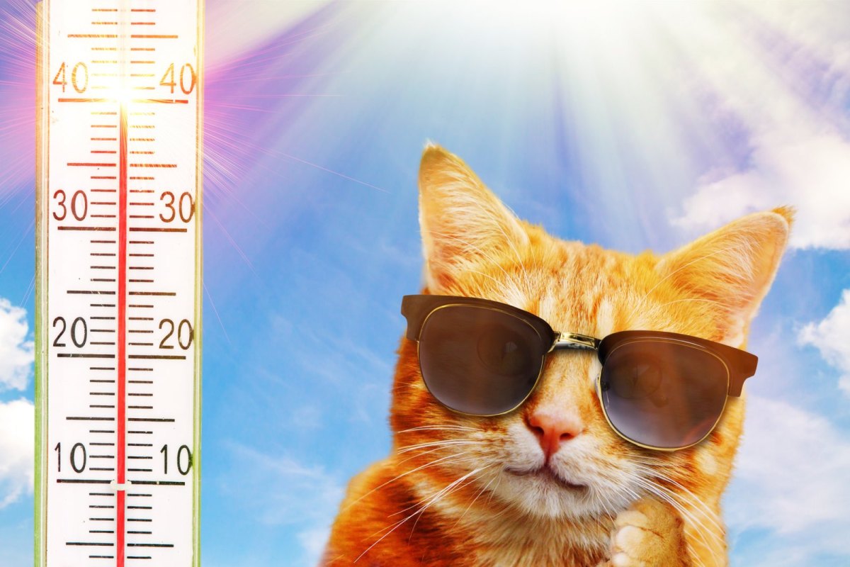 Katze mit Sonnenbrille vor einem Thermometer