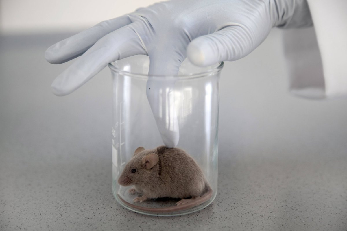 Eine Maus wird in einem Labor von einem Mensch mit Handschuhen berührt.
