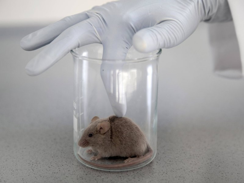 Eine Maus wird in einem Labor von einem Mensch mit Handschuhen berührt.