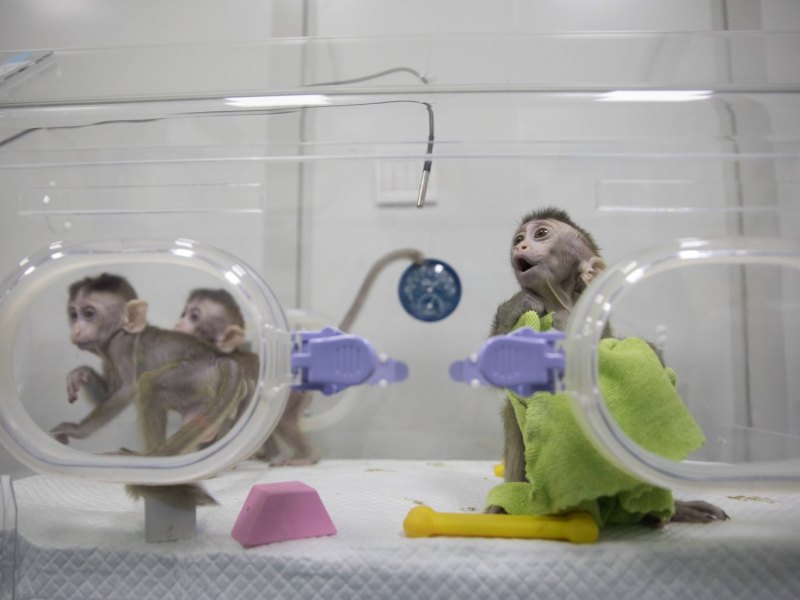 Affen in einem Labor