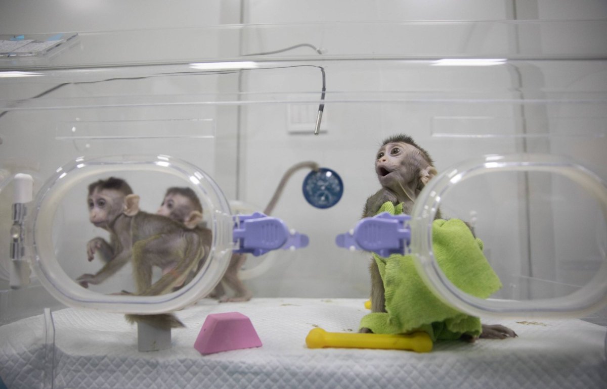 Affen in einem Labor