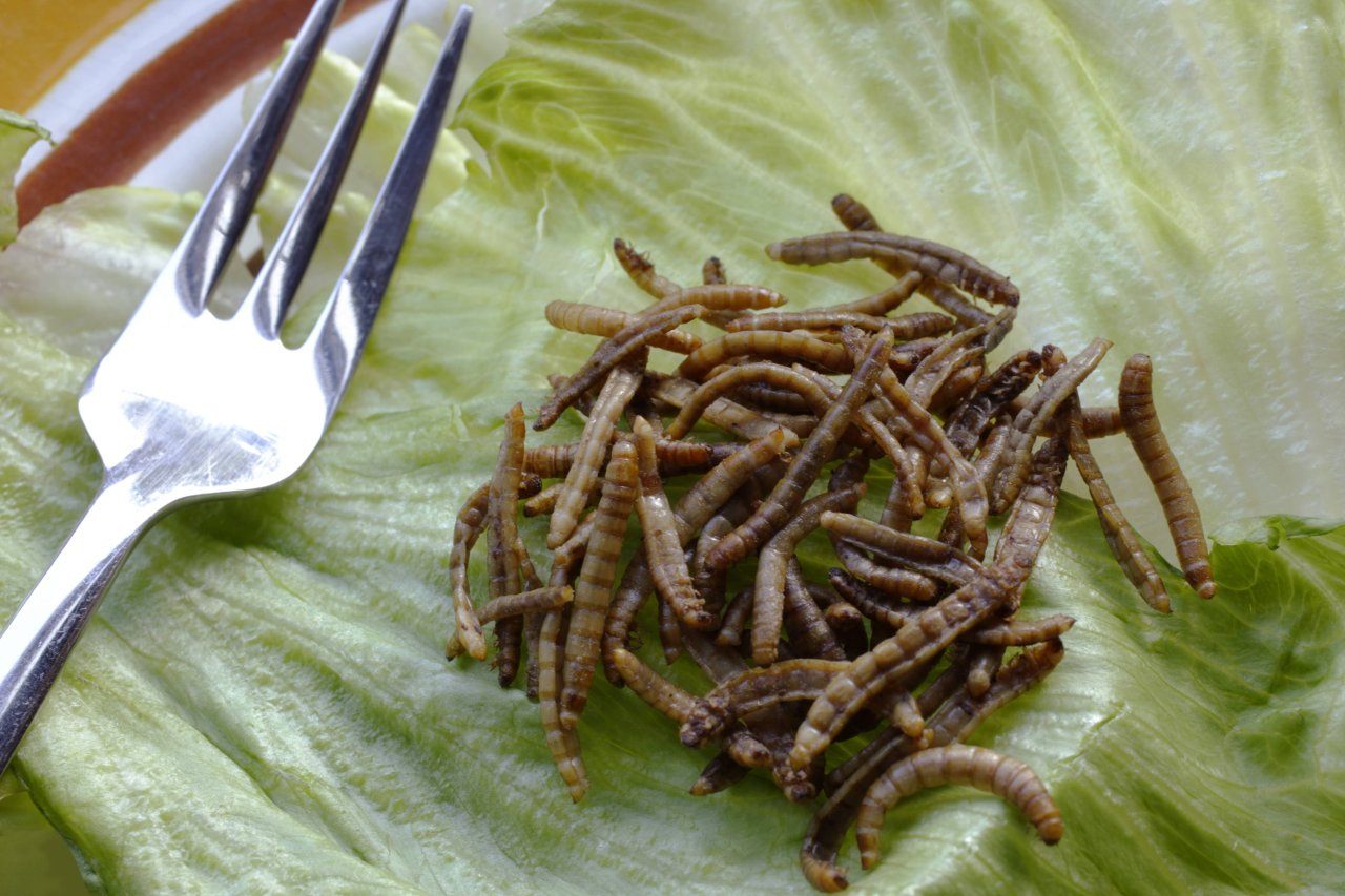 Gemahlene Mehlwürmer könnten zukünftig auch auf eurem Teller landen.
