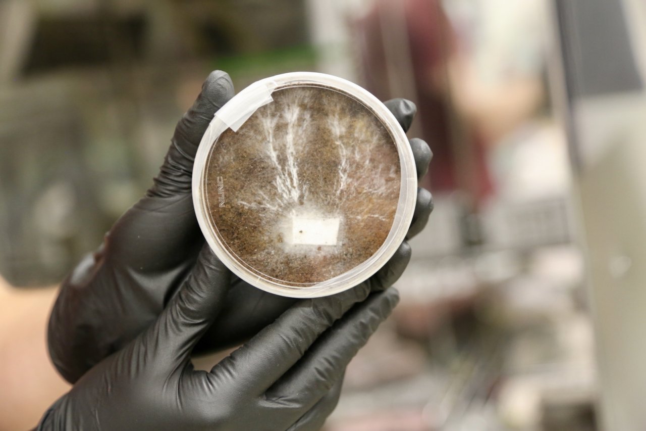 Eine Petrischale mit Myzel-Pilzen: