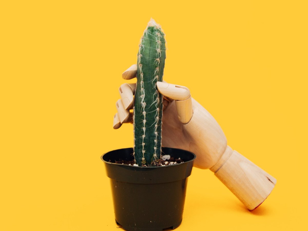 Hand an Kaktus