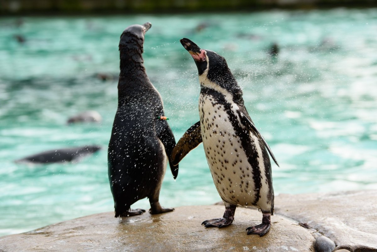 Zwei Pinguine im Zoo