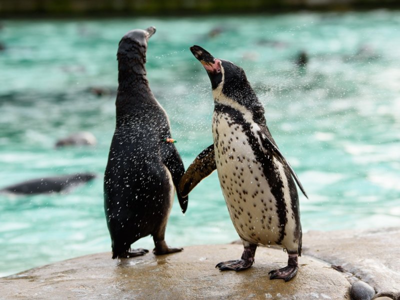 Zwei Pinguine im Zoo