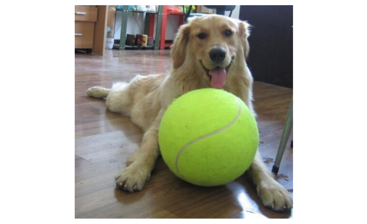 Nichts für ganz kleine Hunde: der überdimensionierte Tennisball.