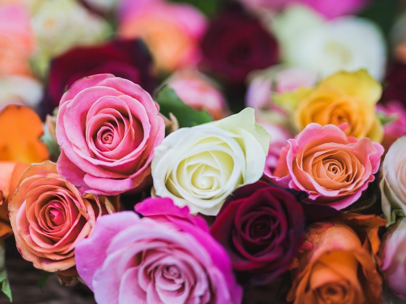Rosen in verschiedenen Farben.