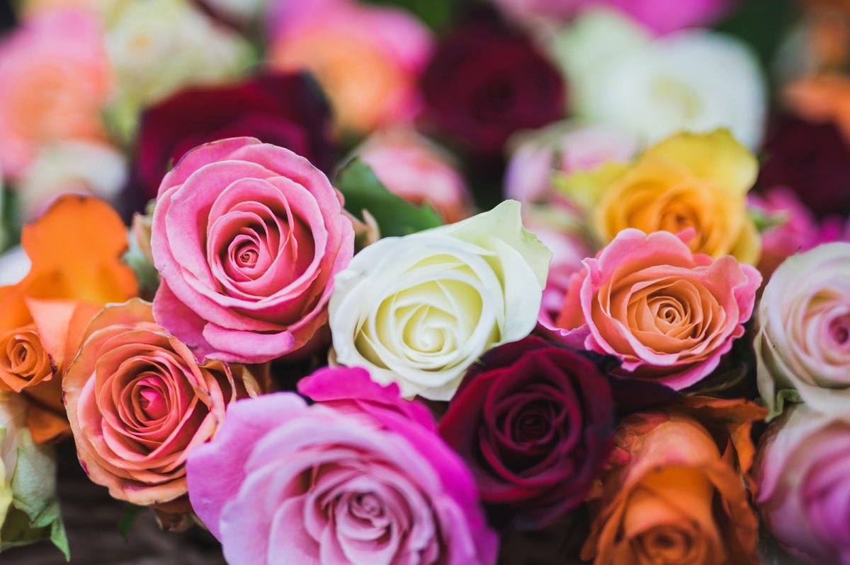 Rosen in verschiedenen Farben.