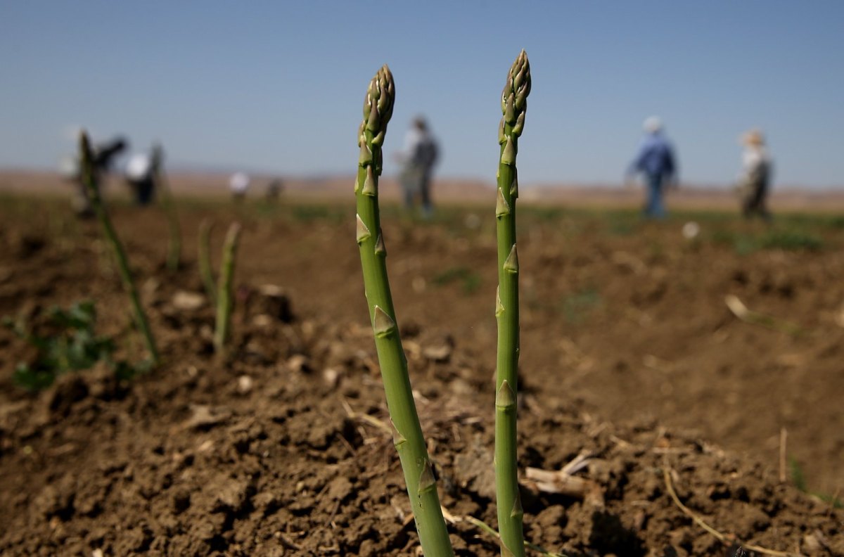 Grüner Spargel auf dem Feld