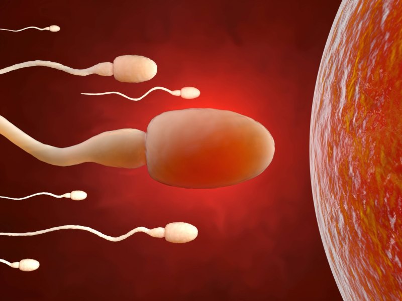 Sperma auf dem Weg zur Eizelle