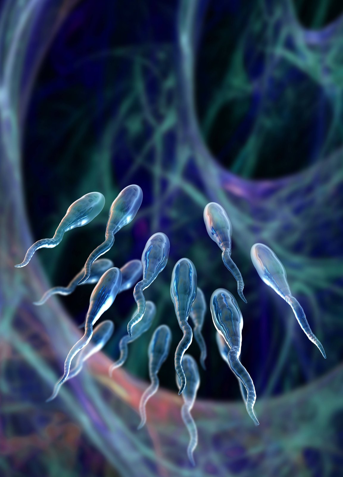 Spermien auf dem Weg durch den Körper (Illustration)