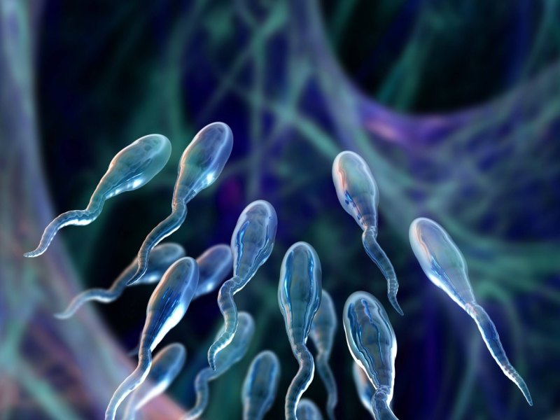 Spermien auf dem Weg durch den Körper (Illustration)