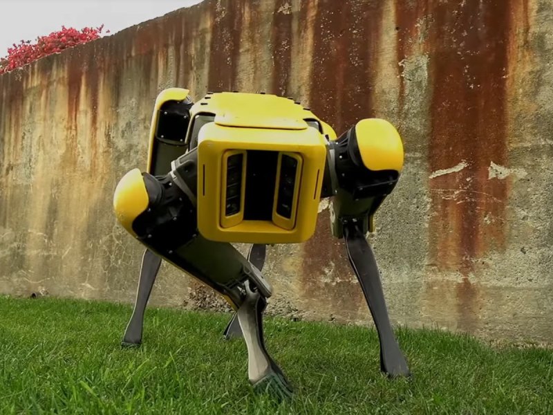 Ein gelber vierbeiniger Roboter vor einer ramponierten Mauer wendet sich der Kameralinse zu.