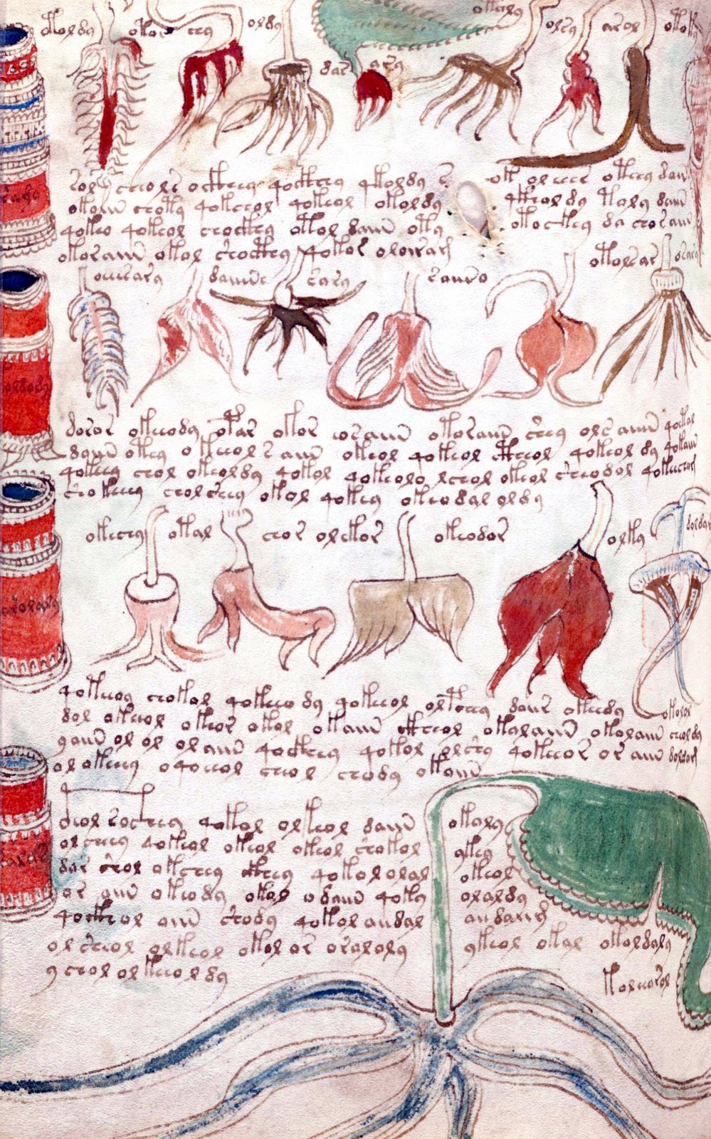 Seite des Voynich-Manuskripts