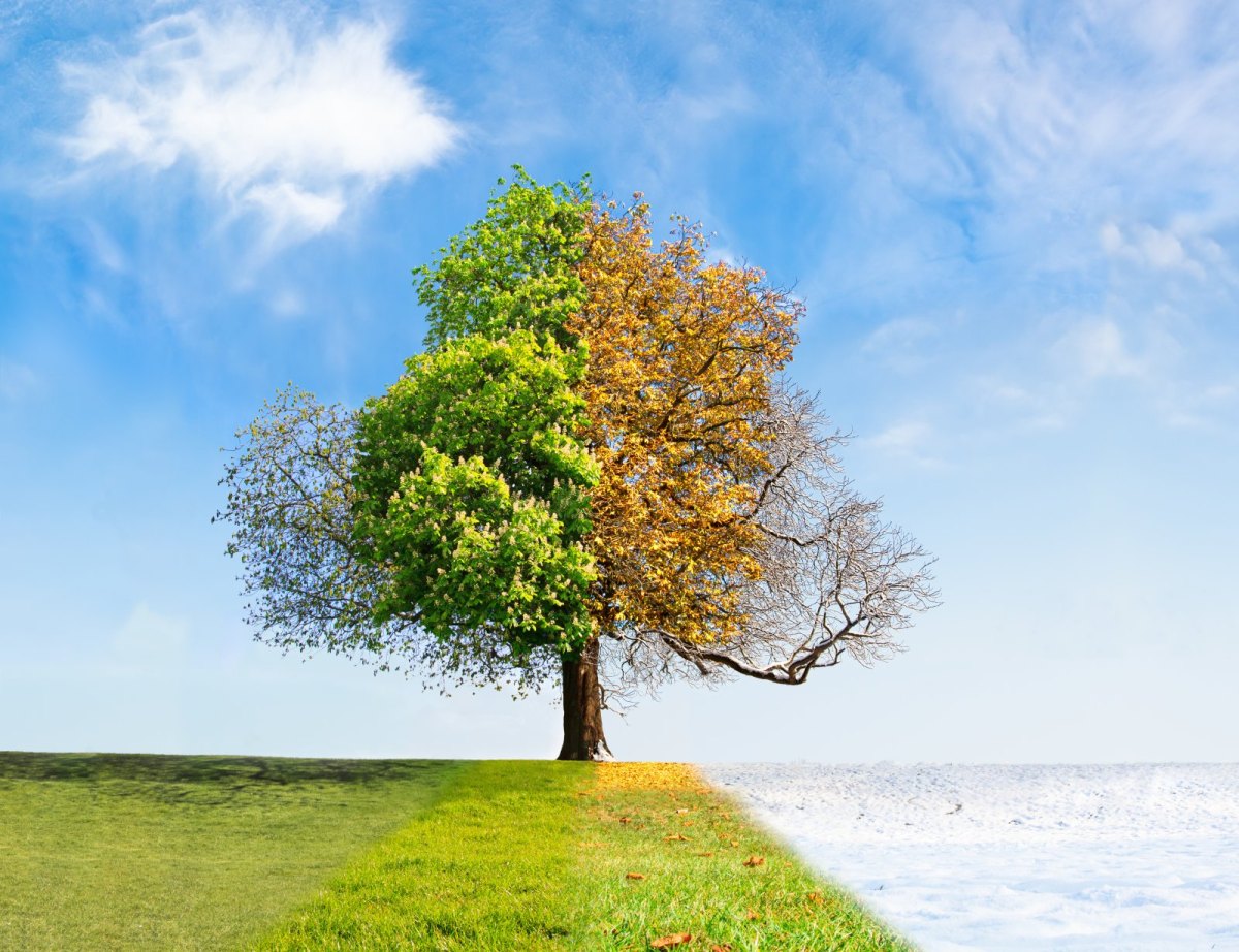 Ein Baum in allen vier Jahreszeiten.