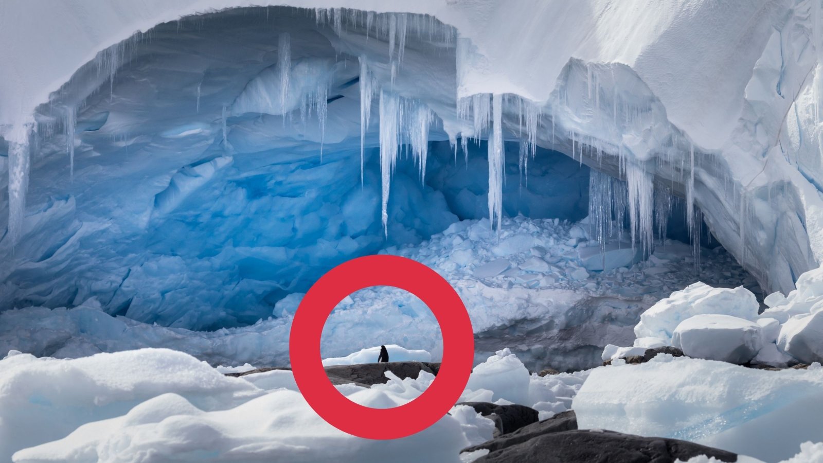Antarktis Unter dem Eis lebt etwas, mit dem niemand hat