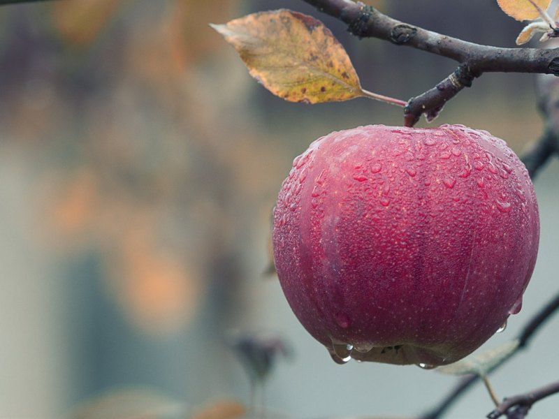 Apfel mit Tau dran hängt an einem winterlichen Ast.