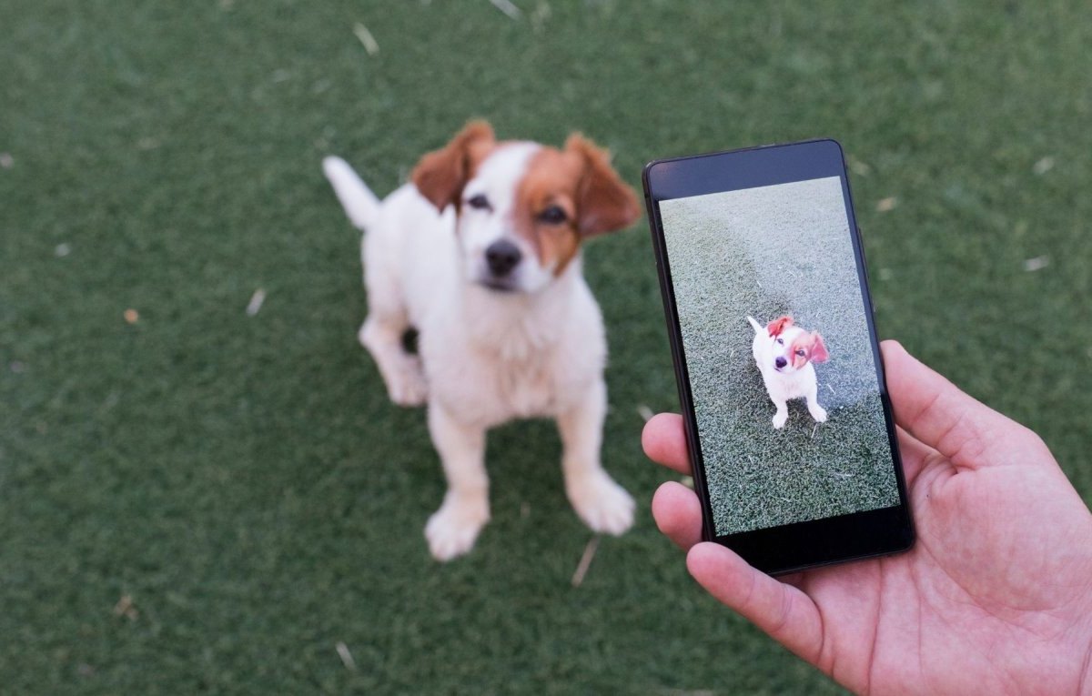 Hund auf Smartphonekamera