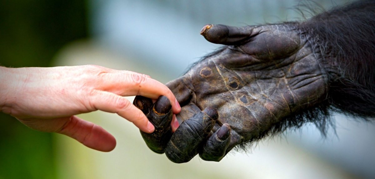 Affe und Mensch reichen sich die Hand