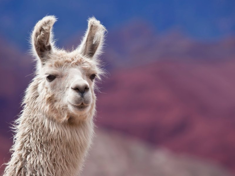 Lama