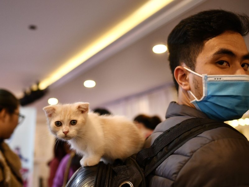 Mann mit Maske und Katze