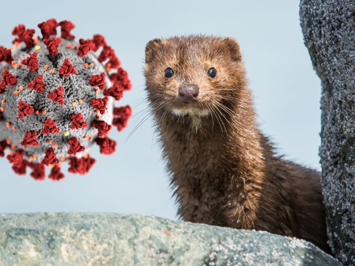 Nerz und ein Coronavirus