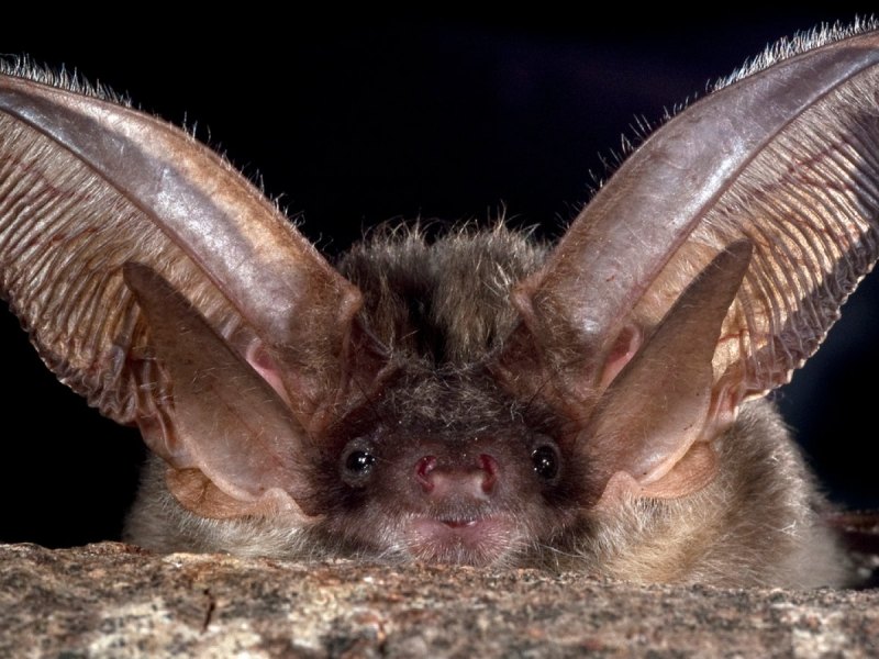 Fledermaus