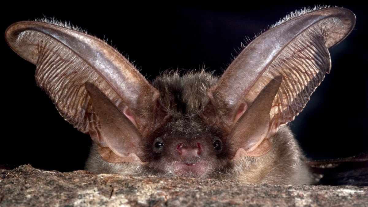 Fledermaus