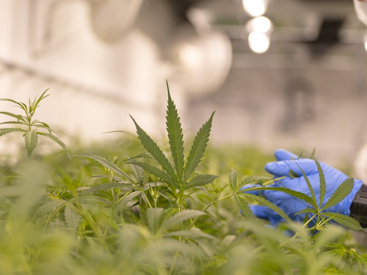 Wissenschaftler auf einem Cannabis-Hof.