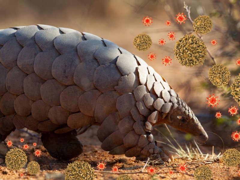 Pangolin zwischen Coronaviren
