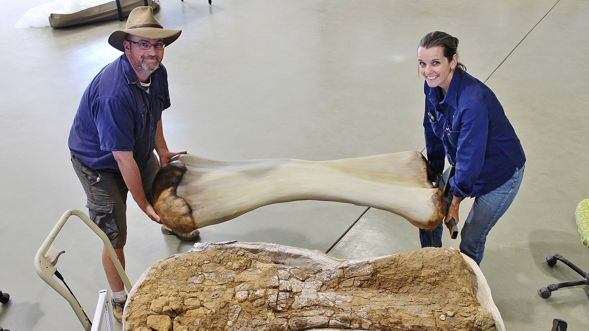 Hier wird ein Knochen des Riesen-Dinosaurier Australotitan cooperensis getragen.