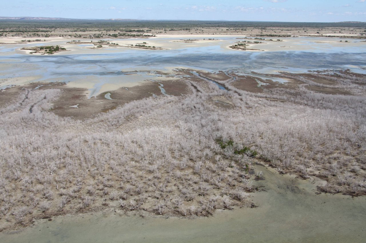 Auswirkungen von El Niño: Trockene Mangroven im Golf von Carpentaria, Australien Auswirkungen von El Niño: Trockene Mangroven im Golf von Carpentaria, Australien