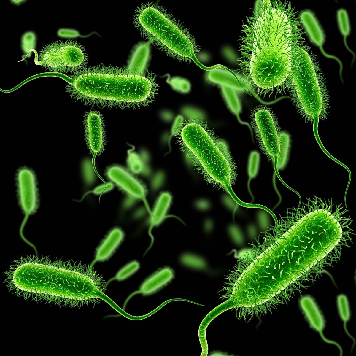 Eine Illustration von E. coli Bakterien.