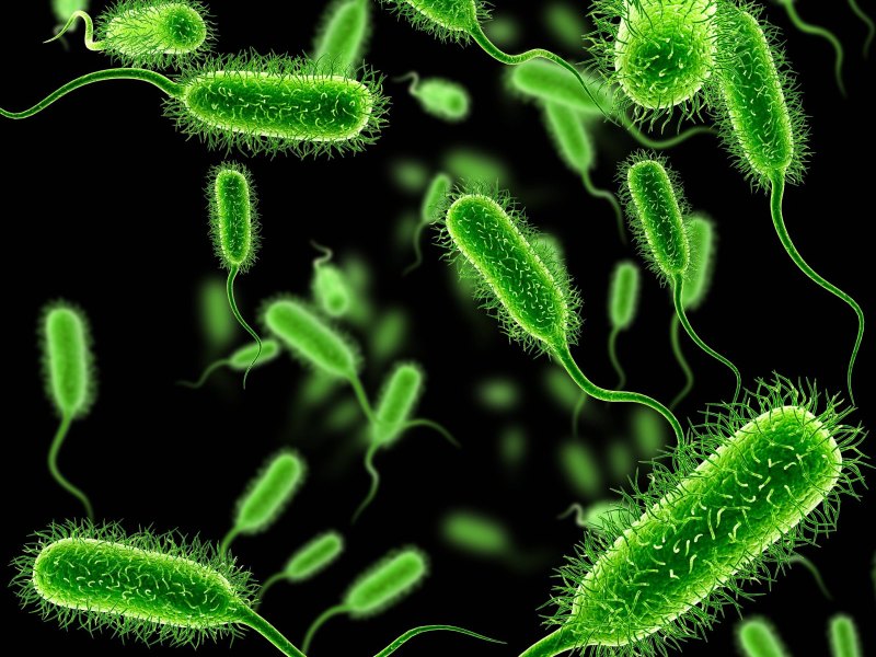 Eine Illustration von E. coli Bakterien.